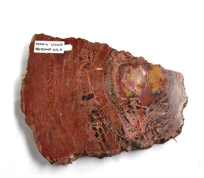 Lot 648 - Petrified Wood Specimen, Arizona, USA