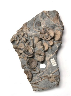 Lot 649 - Ichthyosaur Vertebra Humerus and Paddle Didgets Fossil Specimen, Whitby, 180 million years old