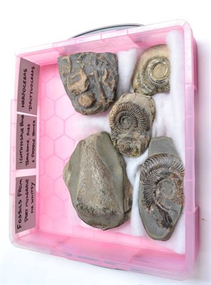 Lot 651 - Port Mulgrave Fossils, to include Ichthyosaur bones, backbone, ribs and paddle bone, three...