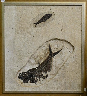 Lot 666 - Three Fish Fossils Preserved in Limestone Matrix, from the Green River Formation, 140 to 160...