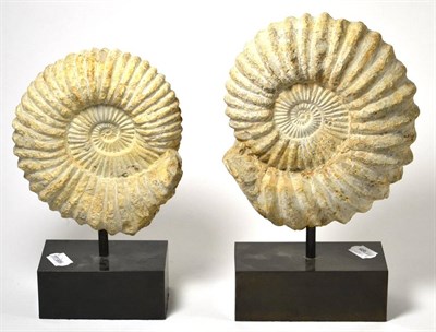 Lot 667 - A Pair of Fossilised Ammonites, Mesozoic era, Jurassic, 205-135 million years old, both mounted...