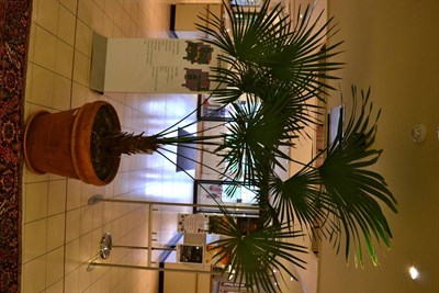 Lot 1176 - A large palm plant in a large terracotta planter with base