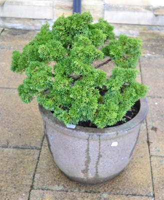 Lot 1177 - A bonzai plant in modern stoneware planter