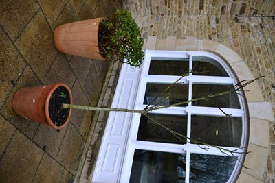 Lot 1178 - An Azalea in a large terracotta planter and a walnut tree in a smaller pot