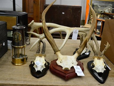 Lot 1001 - Three sets of abnormal Roe deer antlers on shields, one killer antler on mahogany shield and...