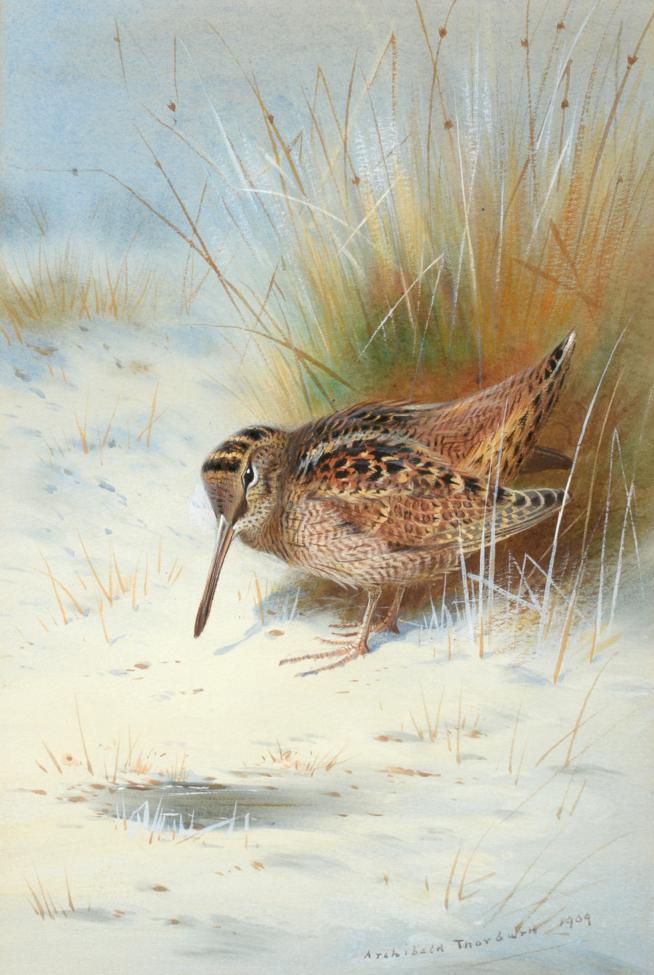Lot 408 - Archibald Thorburn (1860-1935) Woodcock in a snowbound landscape Signed and dated 1909, watercolour