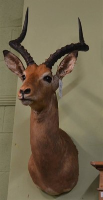 Lot 1286 - Common impala (Aepyceros melampus), modern, shoulder mount looking straight ahead, 56cm from...