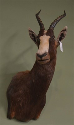 Lot 1287 - Blesbok (Damaliscus pygargus phillipsi), modern, shoulder mount with head turning to the right,...