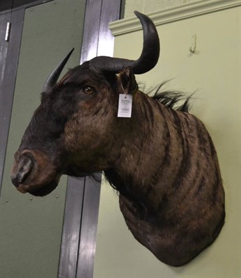 Lot 1290 - Blue wildebeest (Connochaetes taurinus), modern, shoulder mount with head turning slightly to...