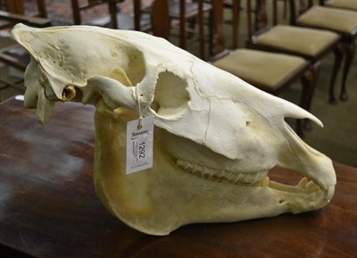 Lot 1292 - Burchell's Zebra (Equus quagga), modern, skull, 56cm long by 30cm high approx, with green game...