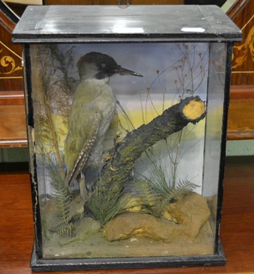 Lot 1293 - Green Woodpecker (Picus viridis) full mount perched upon a tree branch amongst ferns and...