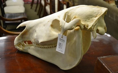 Lot 1294 - Burchell's zebra (Equus quagga), modern, skull, 53cm long by 30cm high approx, with green game...