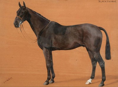 Lot 447 - Florence Mabel Hollams SWA (Mrs C L Fox) (1877-1963)  "Blackthorne "   "O'Grady " Signed, oil...