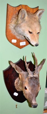 Lot 212 - A mounted fox head together with a mounted roe deer head, both on oak shields