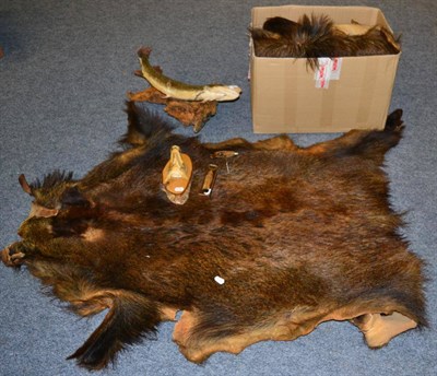 Lot 1000 - A Pike mask on wood slice; a taxidermy Pike; a box of animal skins (Wild Boar etc); a Deer foot...