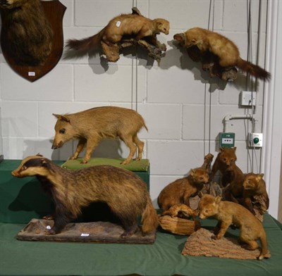 Lot 1002 - Badger, full mount; Wild Boar piglet, full mount; a group of three Fox cubs, full mount; four other