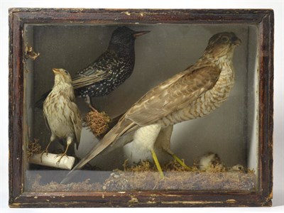 Lot 1003 - Victorian taxidermy display of a female Sparrowhawk on a chick prey, Starling, and a Bunting,...