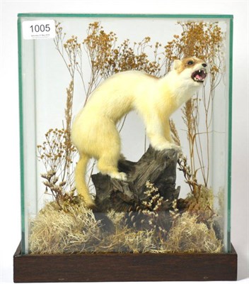 Lot 1005 - Taxidermy Stoat (Mustela erminea), in winter coat full mount stood upon a tree stump surrounded...