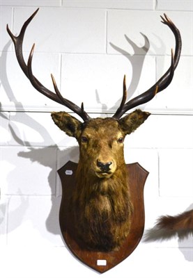 Lot 1006 - Red Deer Stag (Cervus elaphus), circa 1900, head mount 12 points (6+6), on an oak shield, 51cm from