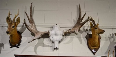 Lot 1008 - Two Roe Deer shoulder mounts, German/Austrian, early 20th century; and a rack of European Moose...