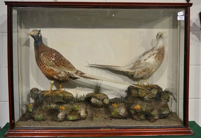 Lot 1009 - Pheasants: Two full mounts a hen and cock bird, mounted on a grit covered base with faux rocks...