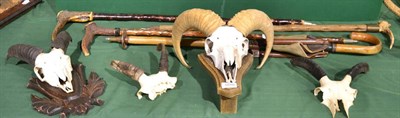 Lot 1010 - Four German walking sticks, three with antler handles; and four Mouflon horns, on cut upper skulls