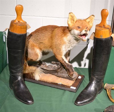 Lot 1011 - Taxidermy Full mount Fox (Vulpes vulpes) standing on a log and faux rock base with mouth agape,...