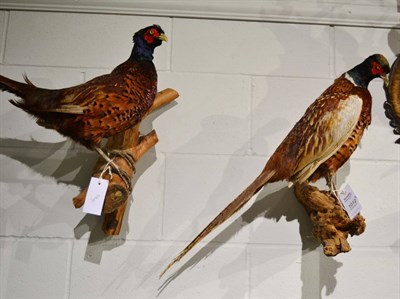 Lot 1012 - A full mount Beech Martin, full mount Pine Martin and two full mount cock pheasants (4)