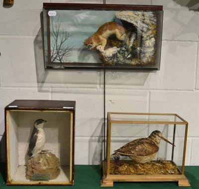 Lot 1013 - Woodcock full mount under a five glass panelled case 31cm by 16cm by 22cm on a naturalistic...