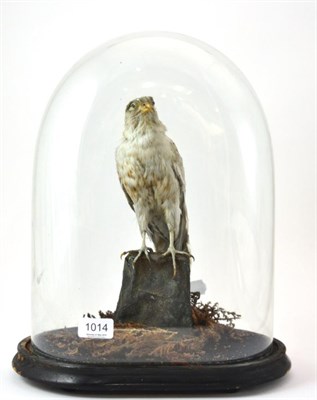 Lot 1014 - A Victorian taxidermy female Merlin possibly albino under a glass dome perched upon a faux rock...