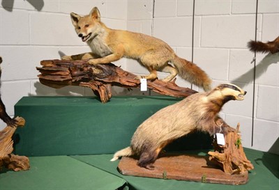 Lot 1015 - A Common Badger mounted on a log, full mount, and a full mount Fox mounted on a log