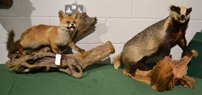 Lot 1016 - A Common Badger mounted on a log, full mount, and a full mount Fox mounted on a log