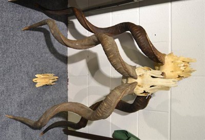 Lot 1019 - Greater Kudu (Tragelaphus strepsiceros), three horn sets on part skulls (damage)