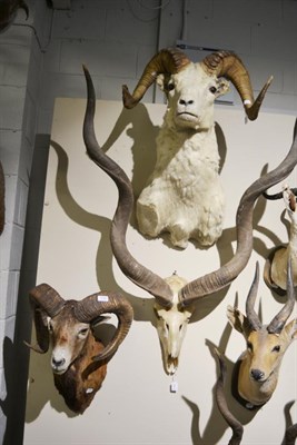 Lot 1020 - Dall Sheep (Ovis dalli), shoulder mount; Mouflon (Ovis orientalis orientalis), shoulder mount, both