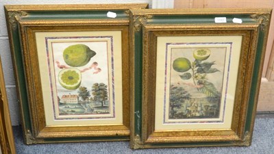 Lot 1182 - A pair of hand coloured engraved book plates, framed