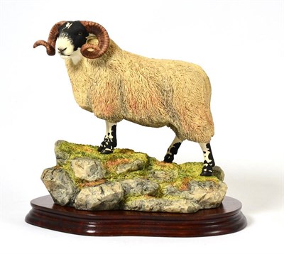 Lot 12 - Border Fine Arts 'Blackie Tup', model No. B0354 by Ray Ayres, limited edition 174/1750, on wood...