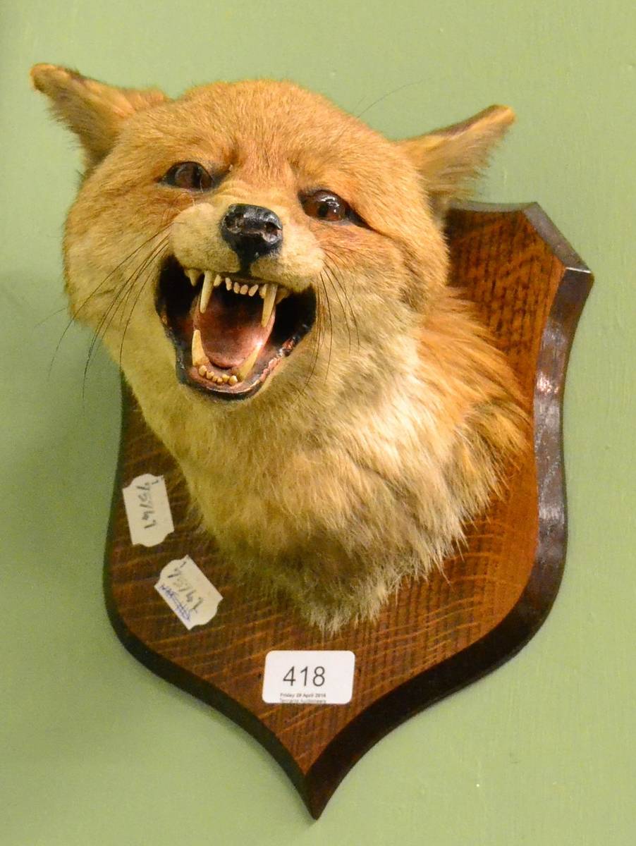 Lot 418 - A taxidermy; A Peter Spicer fox mask mounted on an oak shield