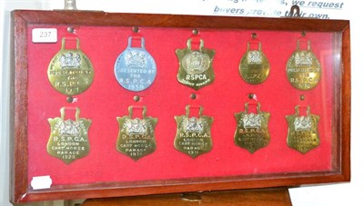 Lot 237 - A collection of ten RSPCA horse brasses dated 1921 and later