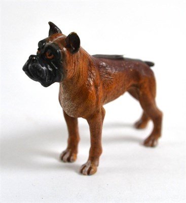 Lot 96 - A cold painted bronze of a boxer dog