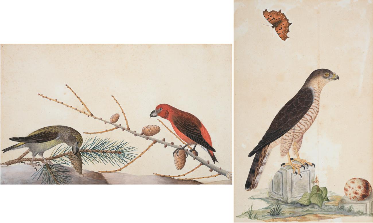 Lot 501 - Sir William Strickland, 6th Bt. (1753-1834)  Peregrine Falcon perched on a carved block with...