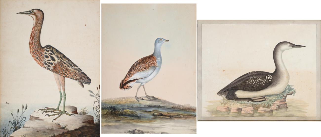 Lot 502 - Sir William Strickland, 6th Bt. (1753-1834)  Young Black-Throated Diver at rest   Initialled...