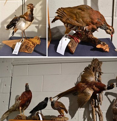 Lot 1004 - Pheasant full mount with wings outstretched mounted on a wall hanging tree branch, another full...