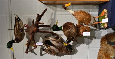 Lot 1006 - Indian Runner Duck (Anas platyrhynchos domesticus) full mount stood with head turning to the right