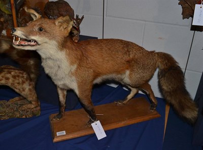 Lot 1009 - Fox (Vulpes vulpes), circa late 20th century, full mount stood with head raised and jaw agape,...