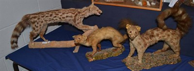 Lot 1010 - Genet (Viverra genetta) circa 1930 two full mounts, one mounted on a piece of cork bark, the...