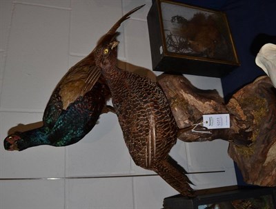 Lot 1011 - A pair of Melanistic Pheasants, full mounts both stood upon a cut tree stump the male higher...