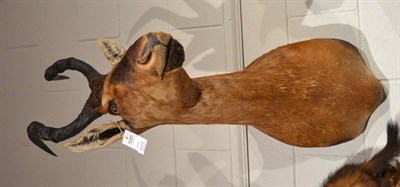 Lot 1013 - Red Hartebeest (Alcelaphus caama), modern, shoulder mount with head turning to the left, 66cm...