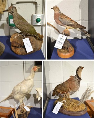 Lot 1014 - Red Legged Partridge full mount on a naturalistic base, Green Woodpecker full mount stood upon...