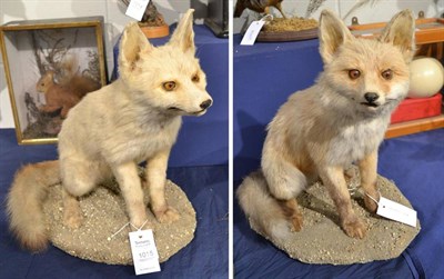 Lot 1015 - A pair of fox cubs (Vulpes vulpes) circa late 20th century two full mounts both sat upon grit...