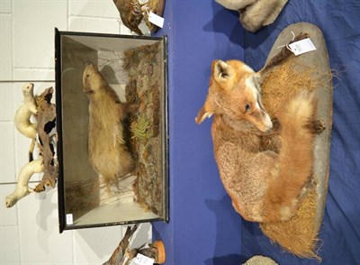 Lot 1016 - Fox (Vulpes vulpes) full mount in recumbent position looking to the right on a naturalistic...